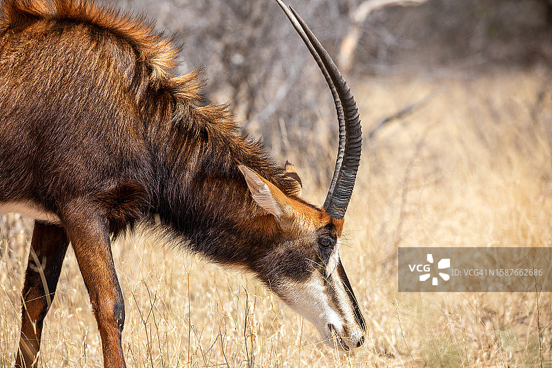 站在田野上的鹿的侧视图图片素材