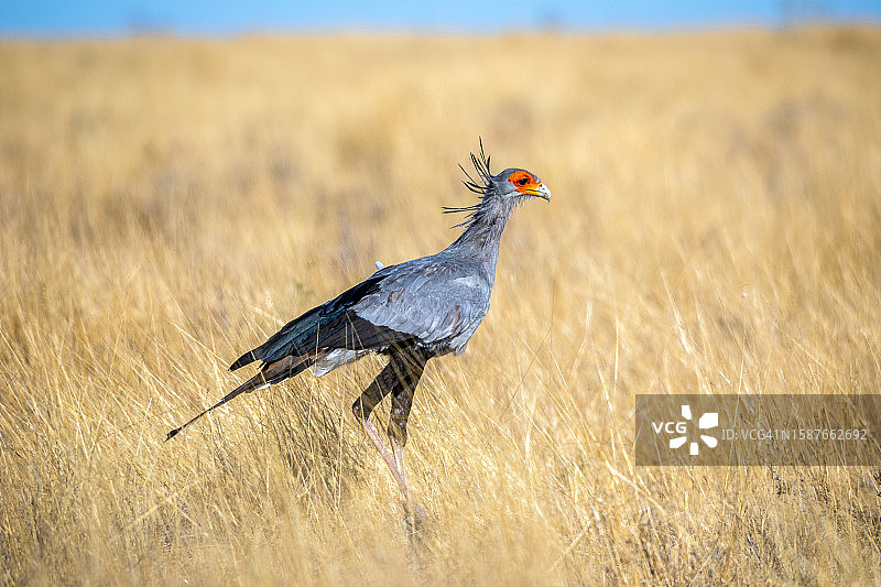 栖息在田野里的蛇鹫特写图片素材