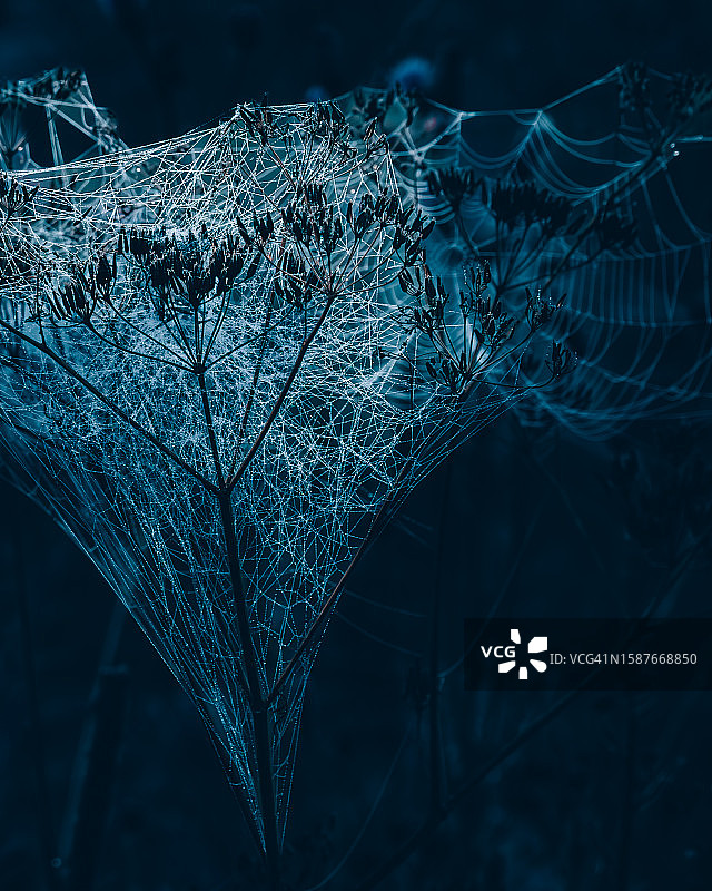 蜘蛛在网上的特写图片素材