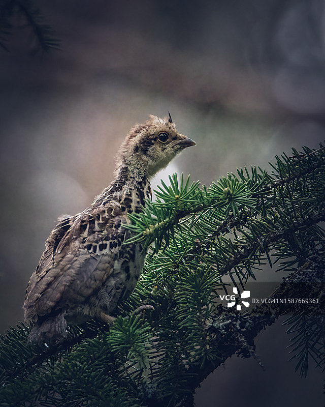 松鸡栖息在树枝上的特写图片素材