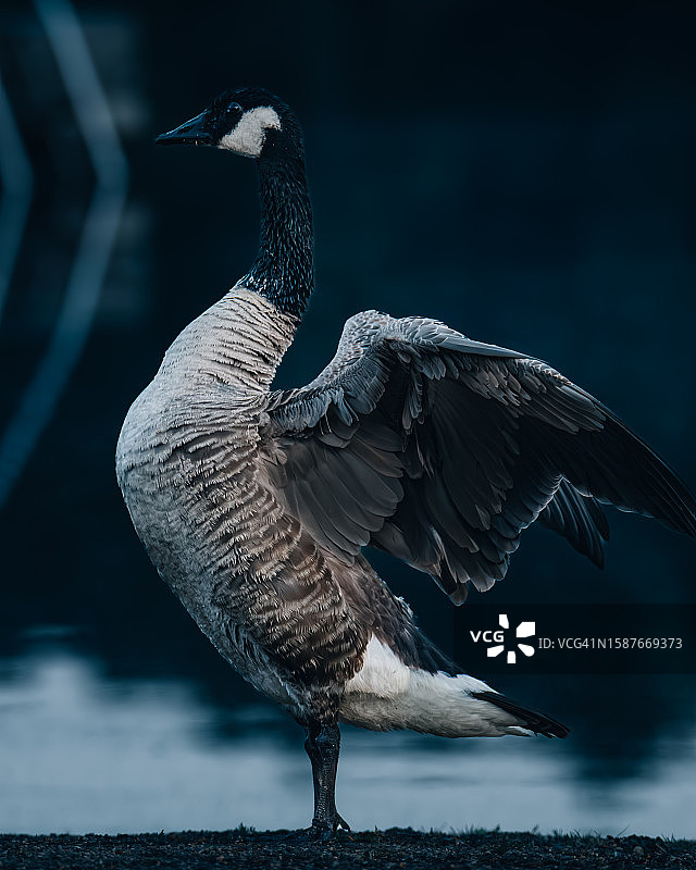 栖息在挡土墙上的加拿大鹅特写图片素材