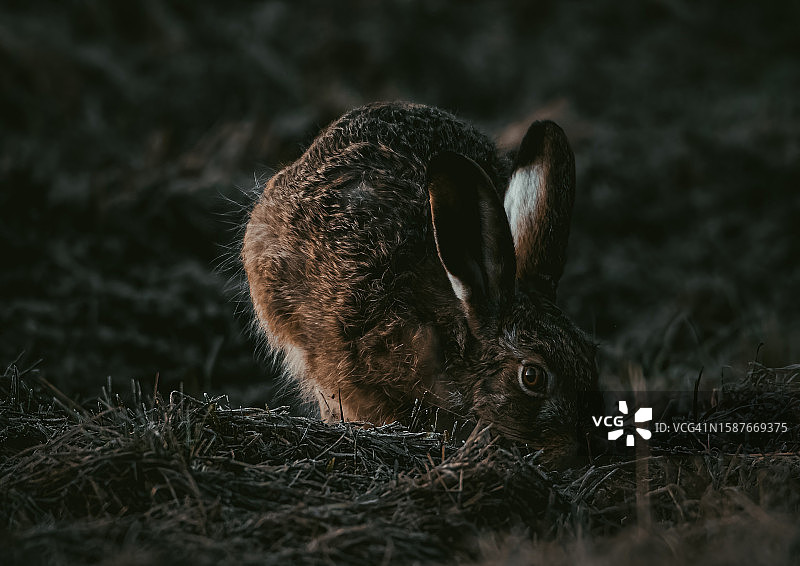 田野上兔子的特写图片素材
