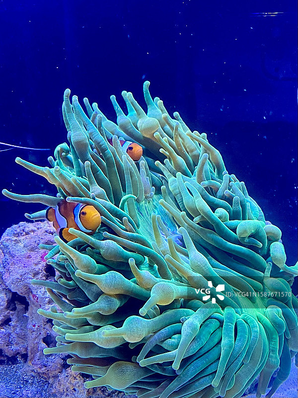 海葵和热带假小丑鱼在海中畅游特写，美国伊利诺伊州芝加哥图片素材