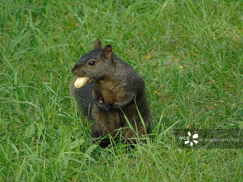 草地上美洲红松鼠的特写图片素材