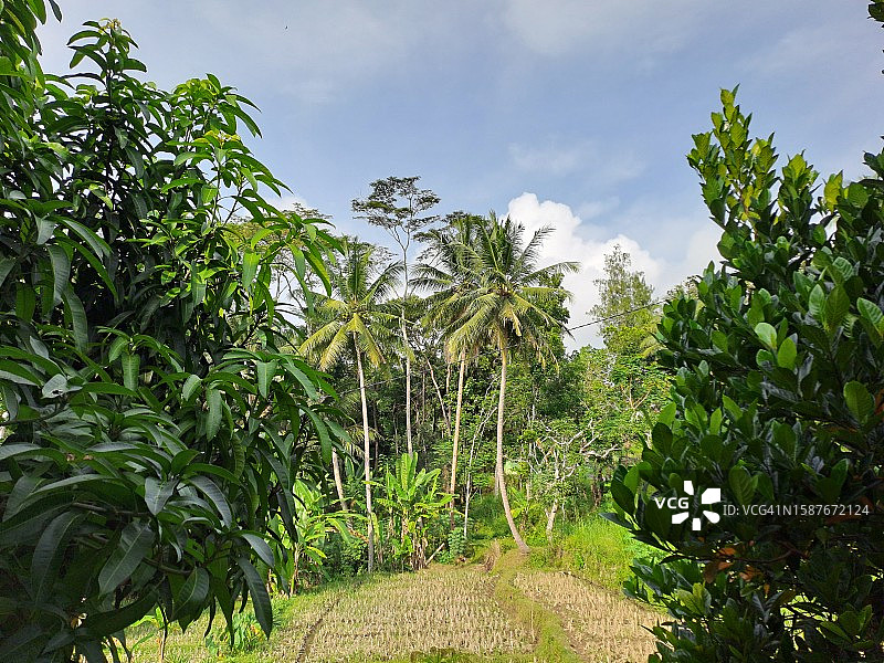 树木在天空的衬托下生长图片素材