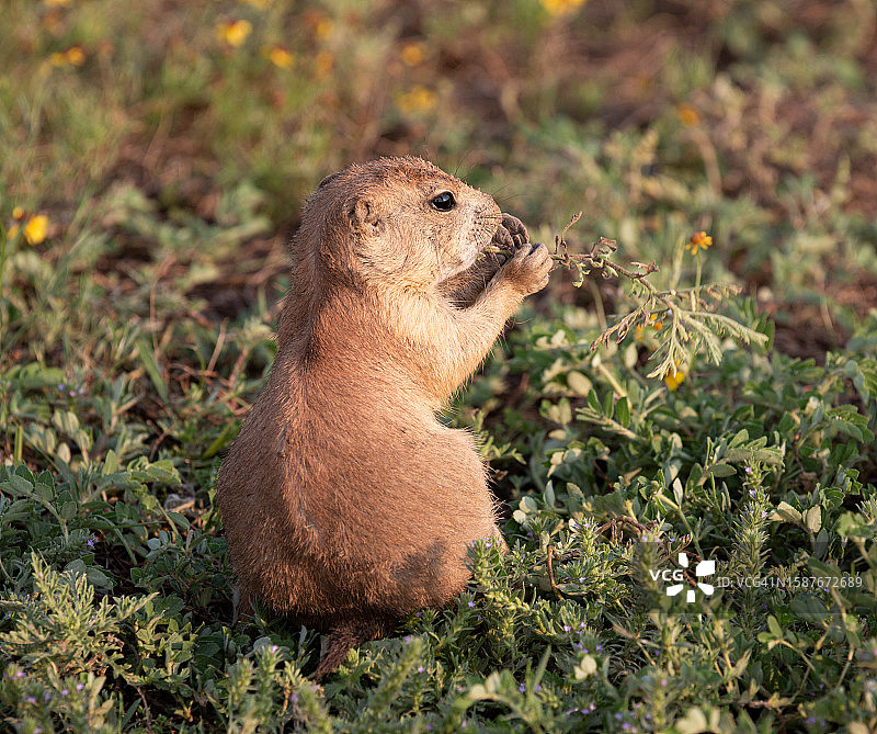 美国俄克拉荷马州劳顿田野上的松鼠特写图片素材