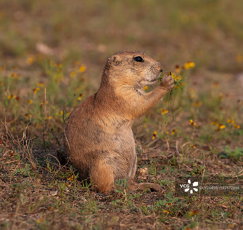 俄克拉荷马州劳顿松鼠特写图片素材