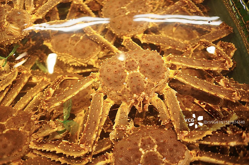 日本螃蟹的特写镜头图片素材