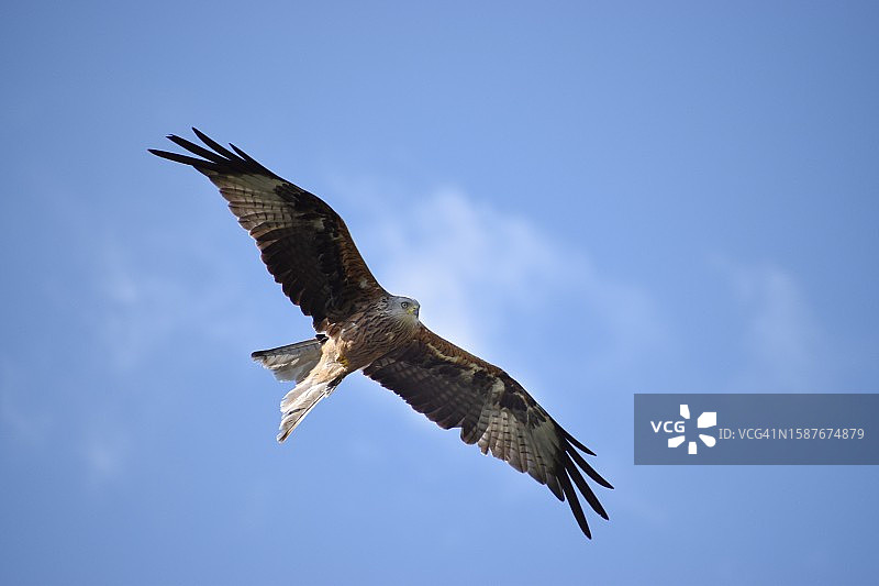 蓝天下飞翔的雄鹰的低角度景观图片素材
