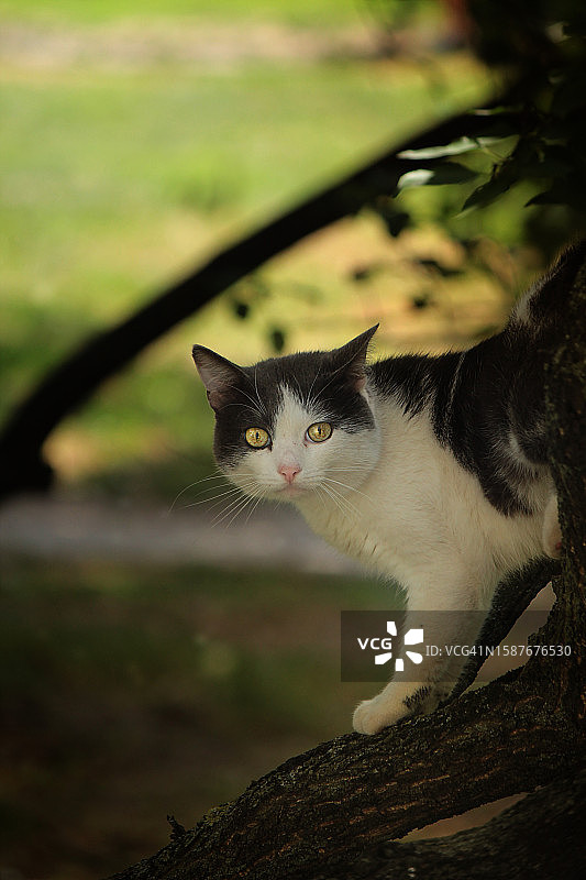 坐在树上的猫的画像图片素材