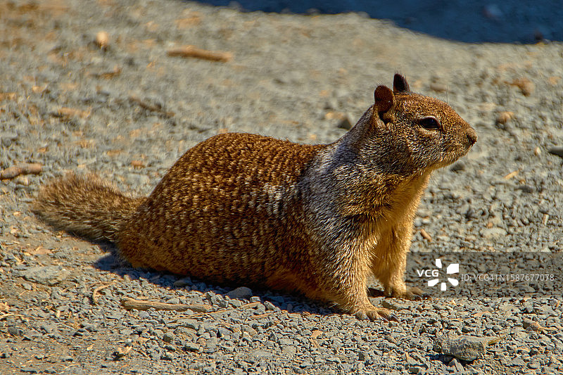 加利福尼亚州太平洋地面松鼠特写图片素材