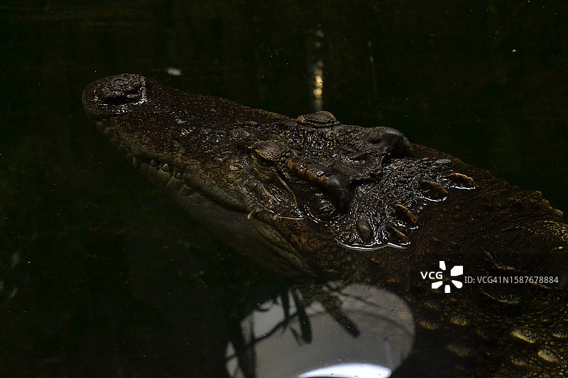 湖中游泳鳄鱼俯视图片素材