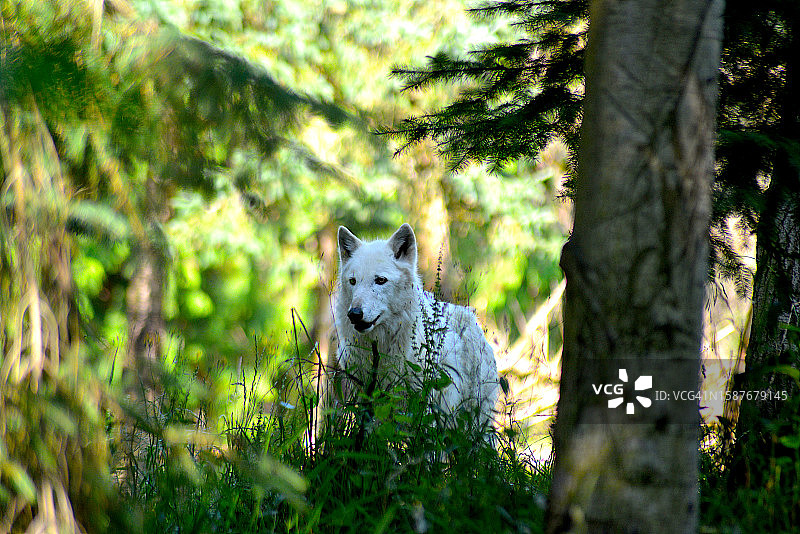 北极狼图片素材