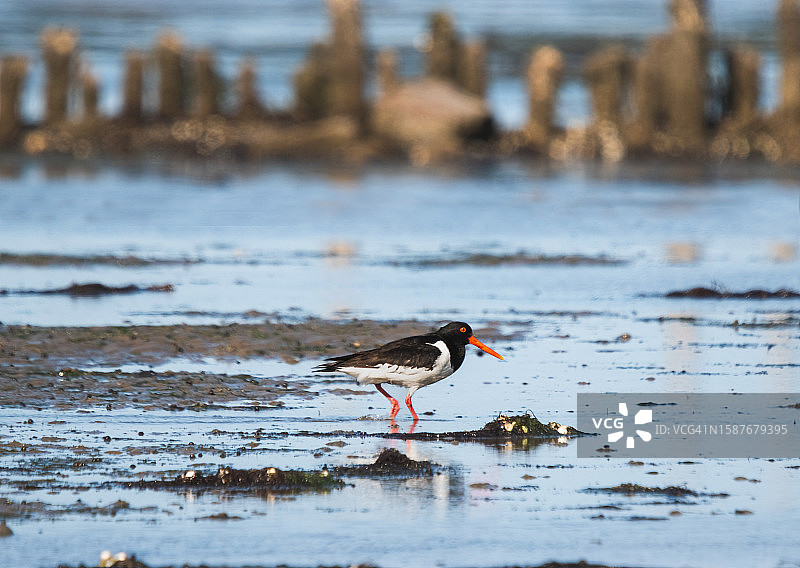蛎鹬栖息在海滩岸边的侧面照图片素材