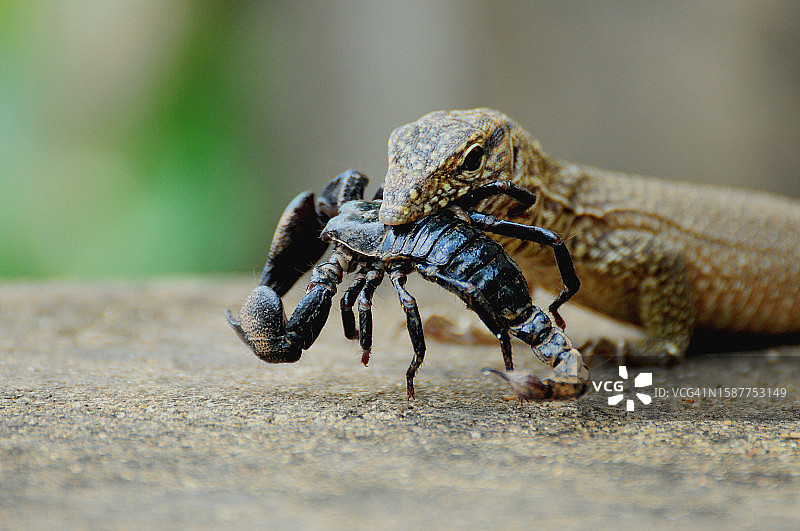 岩石上的昆虫特写图片素材
