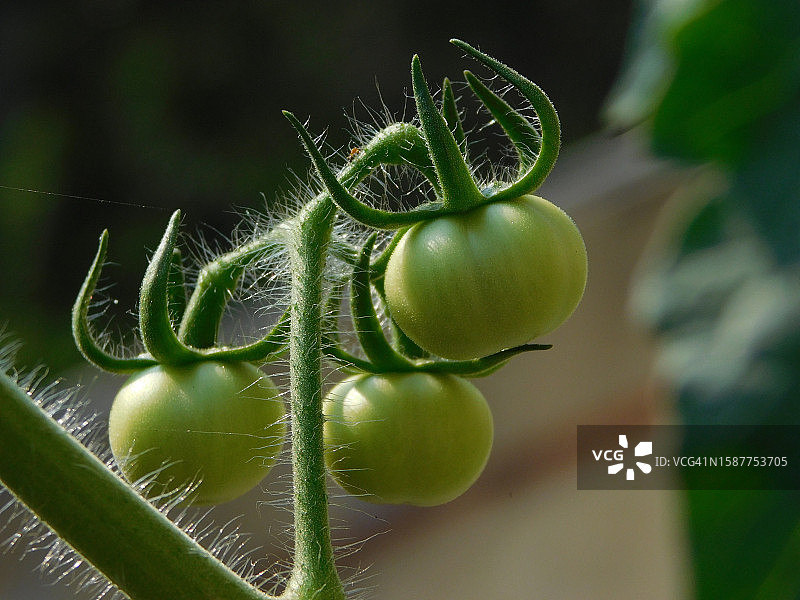 植物上生长的番茄特写图片素材