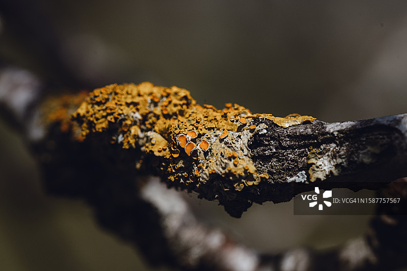 树上地衣的特写图片素材