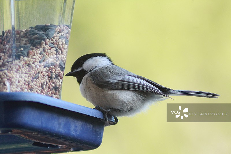栖息在喂食器上的黑顶山雀特写图片素材
