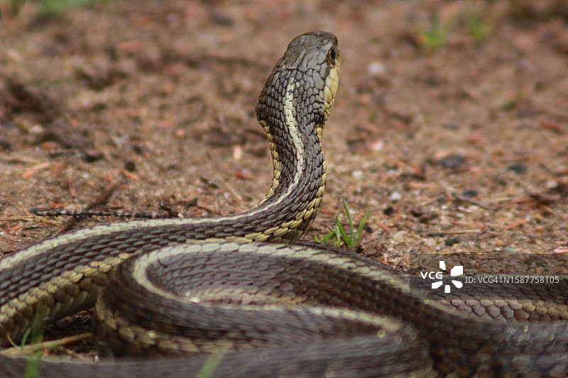 条纹袜带蛇在田野上的特写图片素材