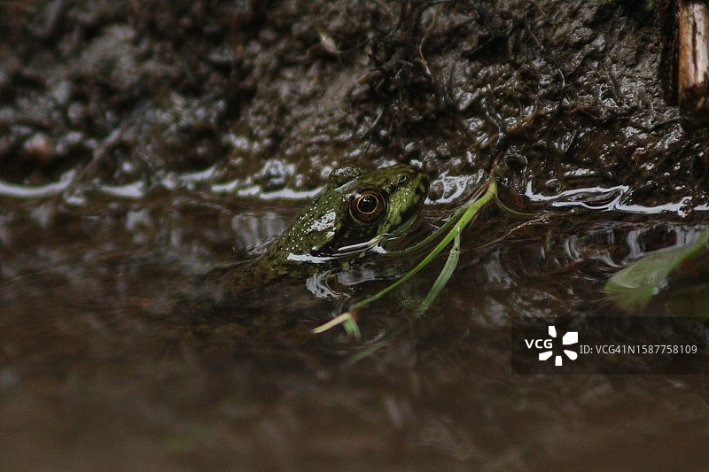 湖中常见青蛙特写图片素材