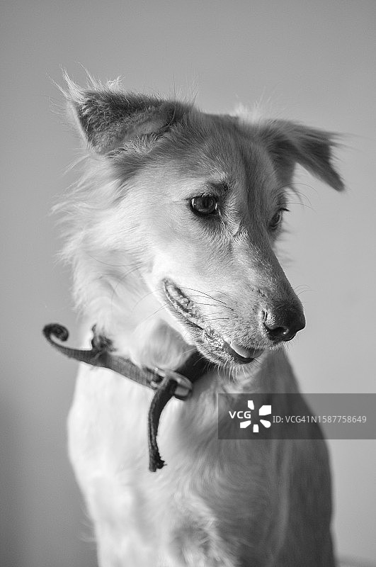 小狗望向天空特写，印度泰米尔纳德邦蒂鲁内尔维利图片素材