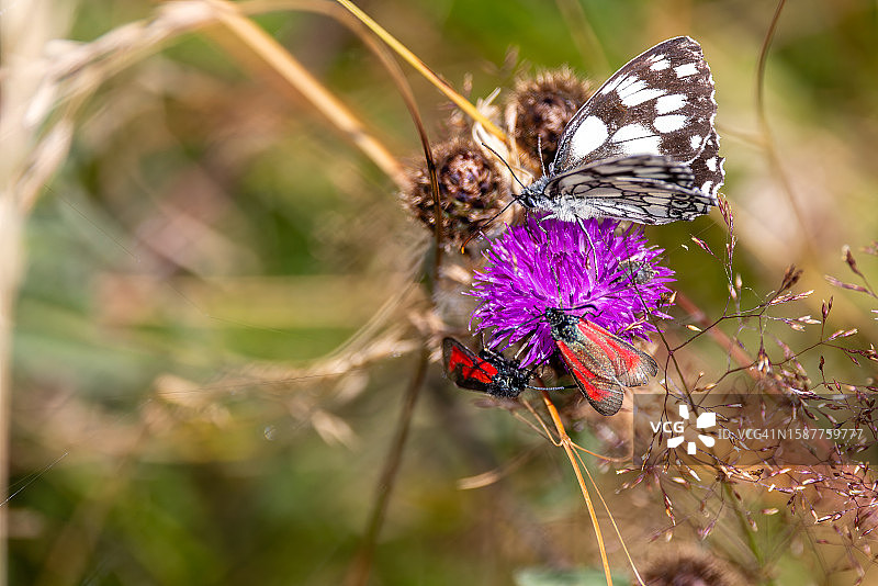 蝴蝶在花上授粉的特写图片素材
