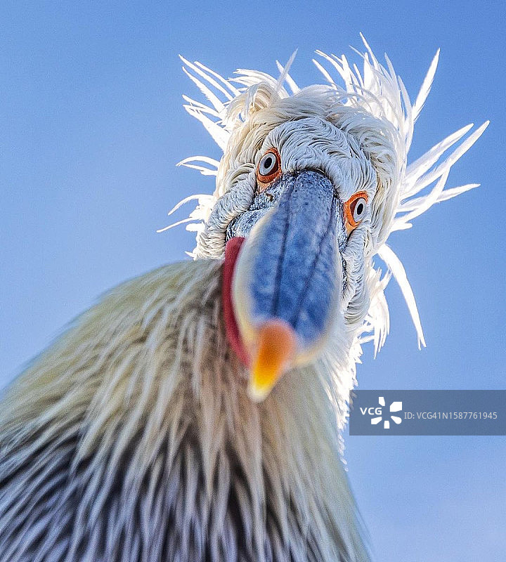 美国阿肯色州蓝天下鹈鹕特写图片素材