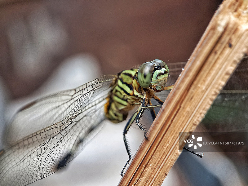 蜻蜓在树枝上的特写图片素材