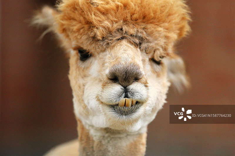 骆驼特写 портрет, 美国宾夕法尼亚州匹兹堡图片素材