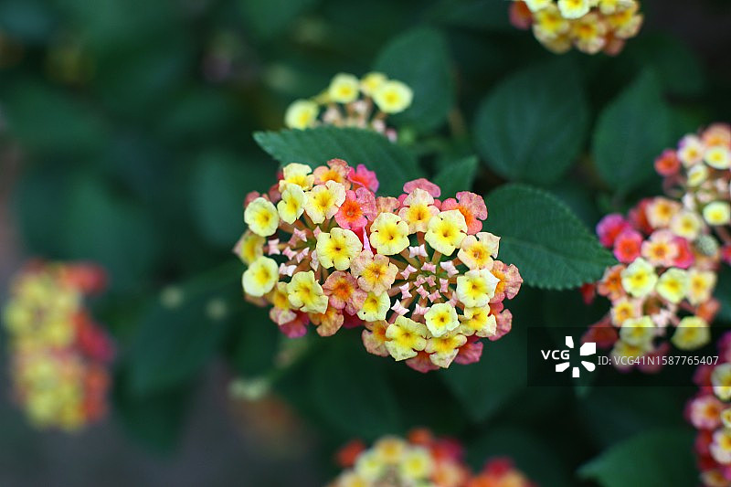 公园里开花植物的特写图片素材