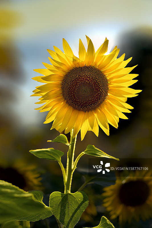 田野里的向日葵特写图片素材