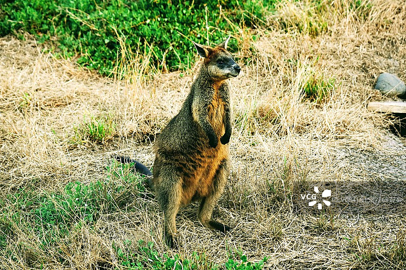 特写：田野上的松鼠（澳大利亚）图片素材