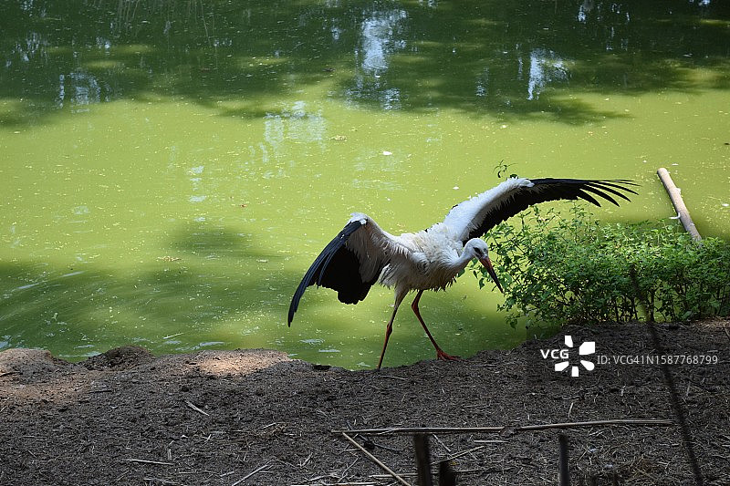 鹳鸟飞过湖面的高角度视图图片素材
