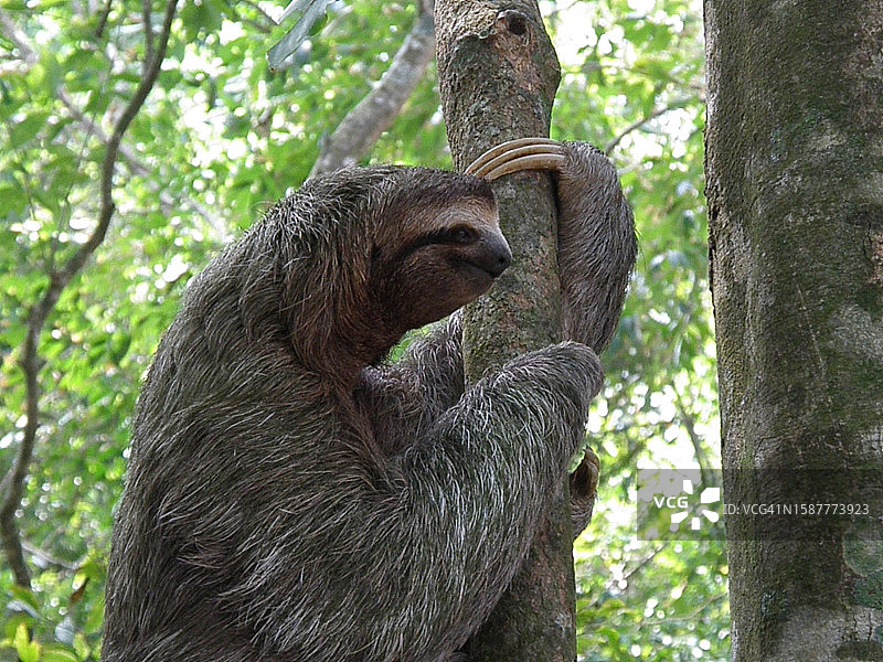 哥斯达黎加森林中仰视的棕喉树懒图片素材