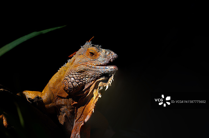 黑色背景下的岩石鬣蜥特写图片素材