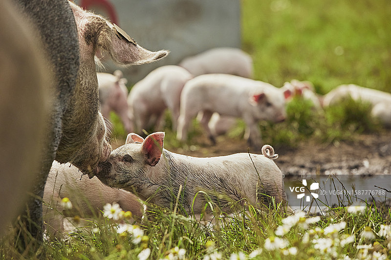 田野里的猪特写图片素材