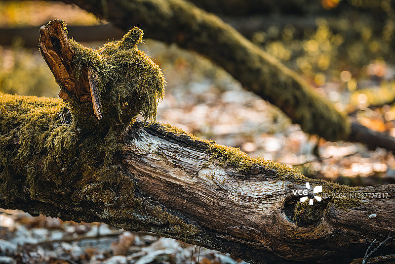 树干特写图片素材