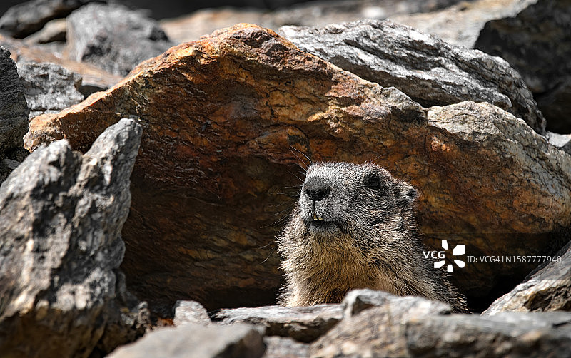 意大利大帕拉迪索国家公园岩石上的土拨鼠特写图片素材