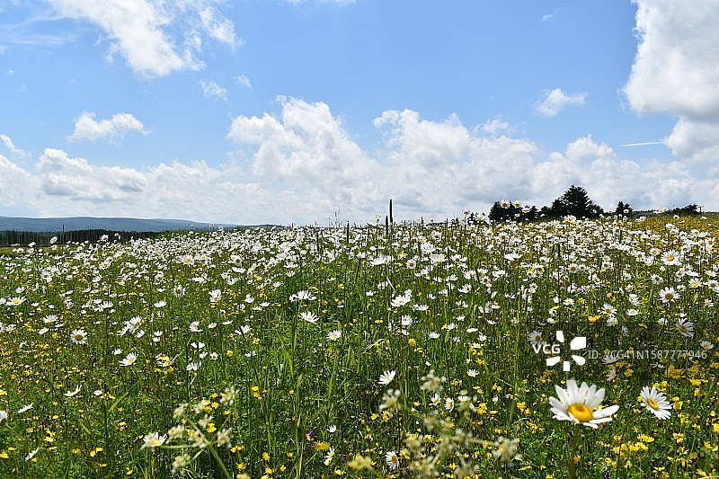 田野上的开花植物对着天空的风景图片素材
