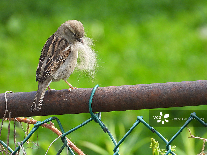 特写：鸣禽栖息于金属上图片素材