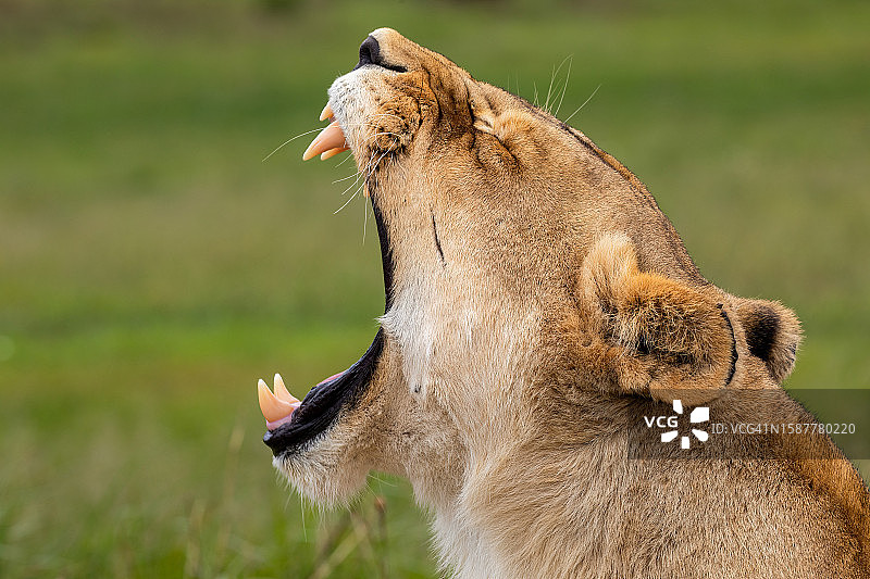 草原上打呵欠的狮子特写图片素材