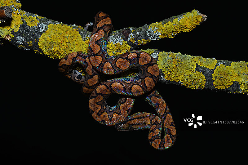 黑色背景下的蟒蛇特写图片素材