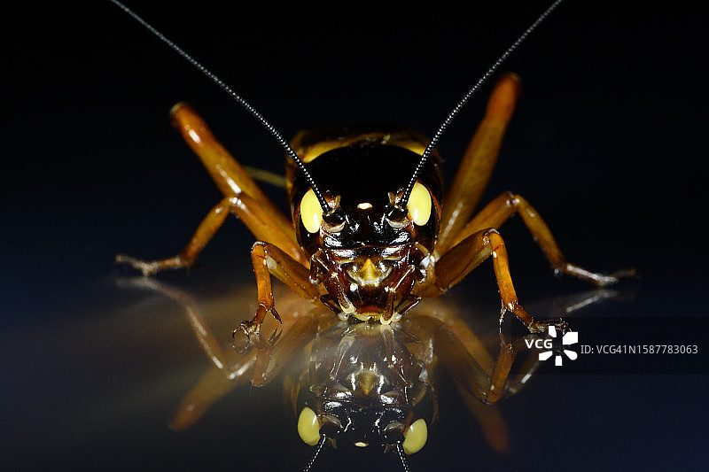 黑色背景下蜘蛛的特写图片素材