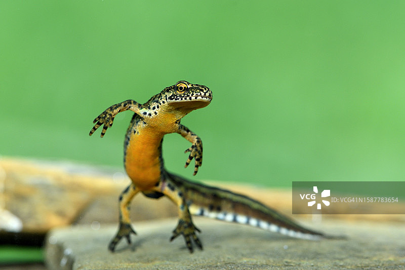 蜥蜴在岩石上的特写图片素材