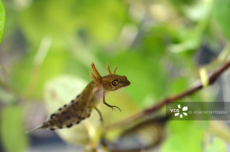 蜥蜴在植物上的特写图片素材