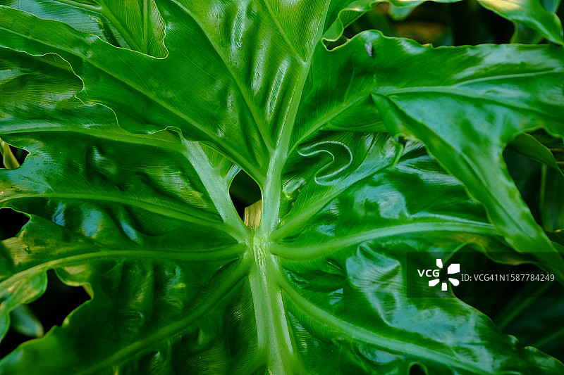 全画幅植物照片图片素材