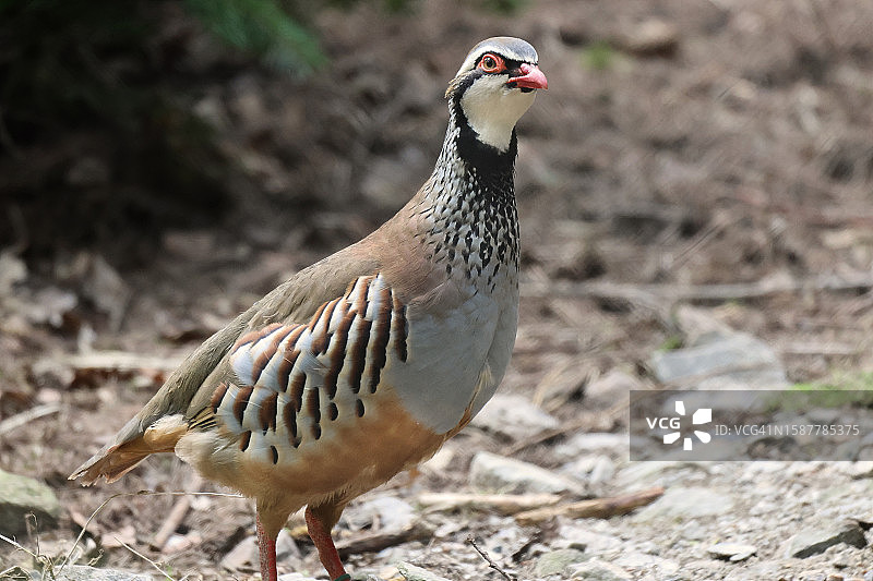 栖息在田野里的鹧鸪特写图片素材