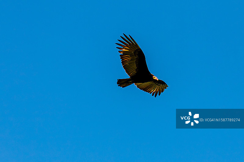 低角度看鹰在晴朗的蓝天上飞翔图片素材