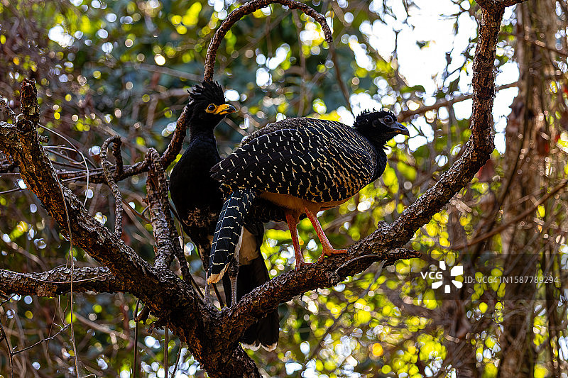 热带鸟栖息在树上的仰视视角图片素材