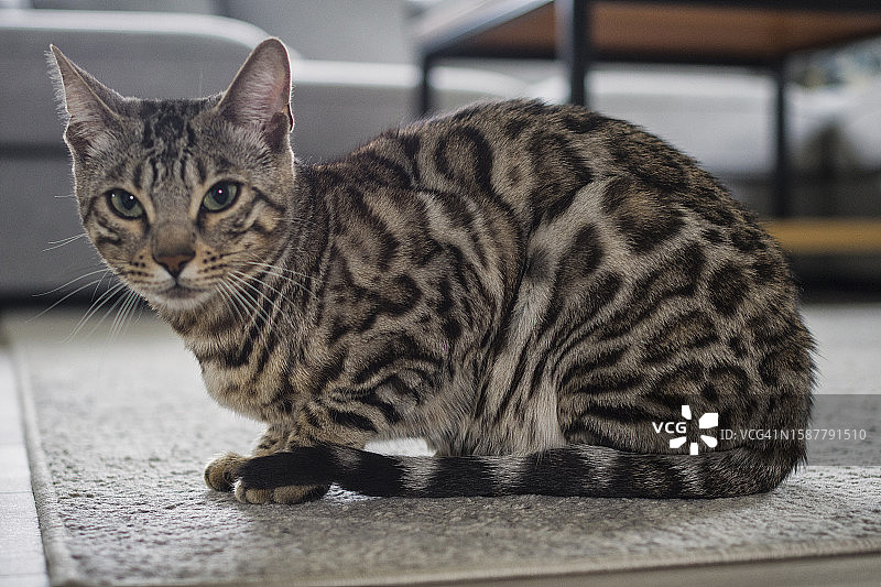 猫的特写肖像图片素材